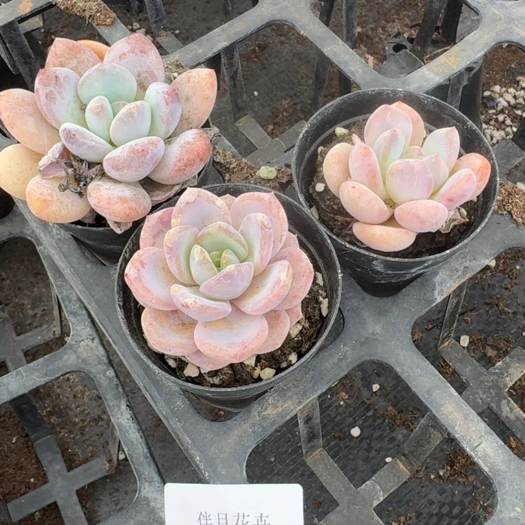 雪莲美人小奶盖各五颗量拍16-51