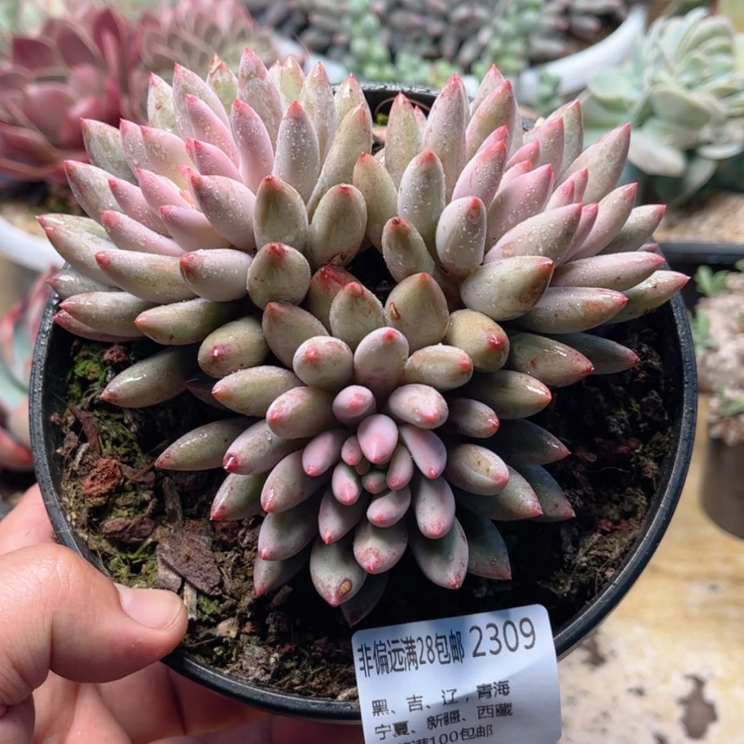 【闪购商品】2309虞美人