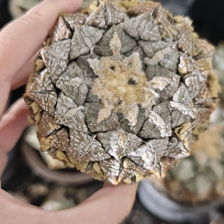 一物一拍，老家输入养定！