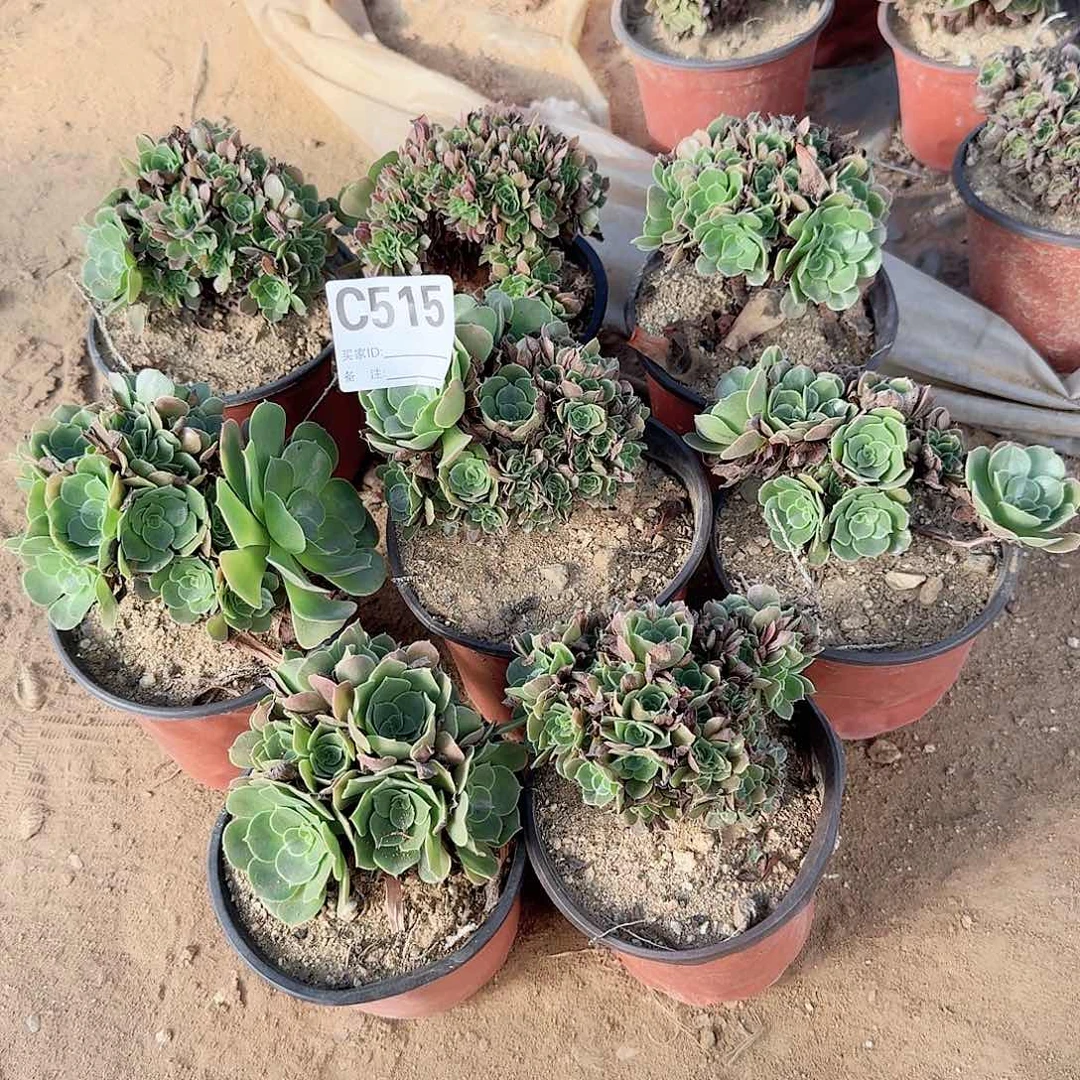 515火玫瑰朵朵有伤共8颗呀呀