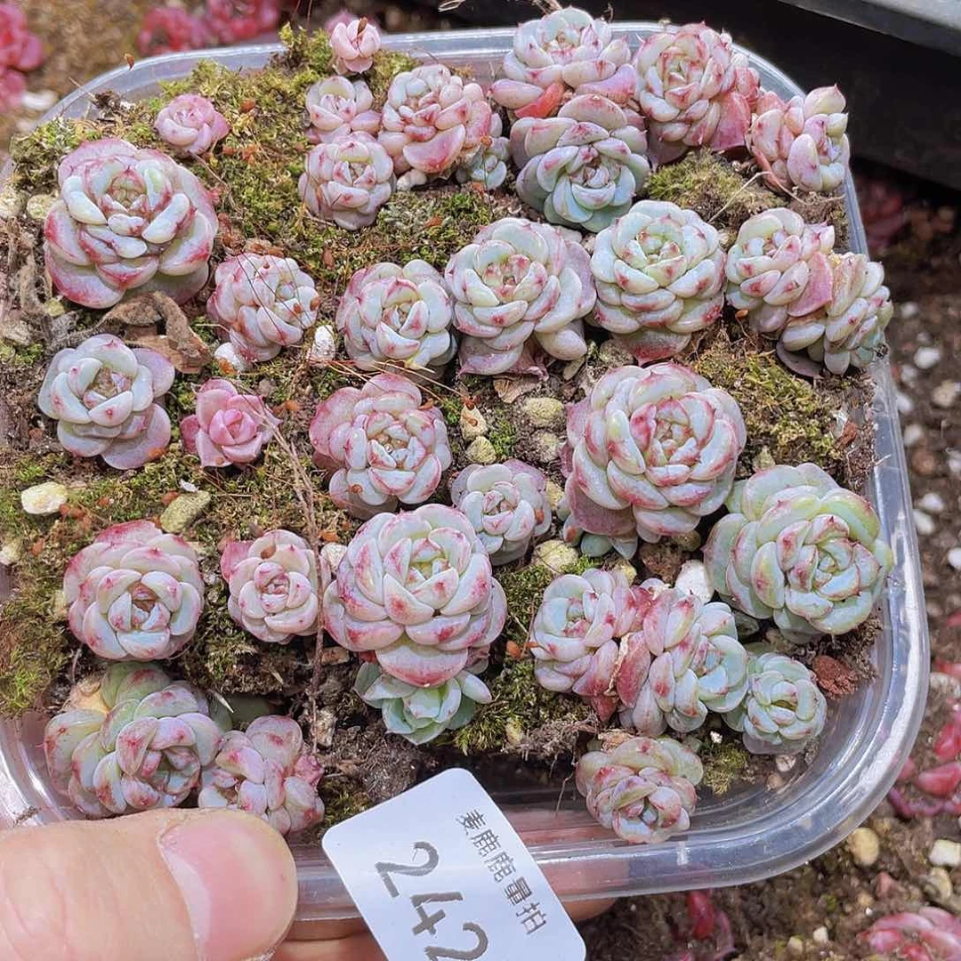 242 天鹅绒量拍满18 包邮
