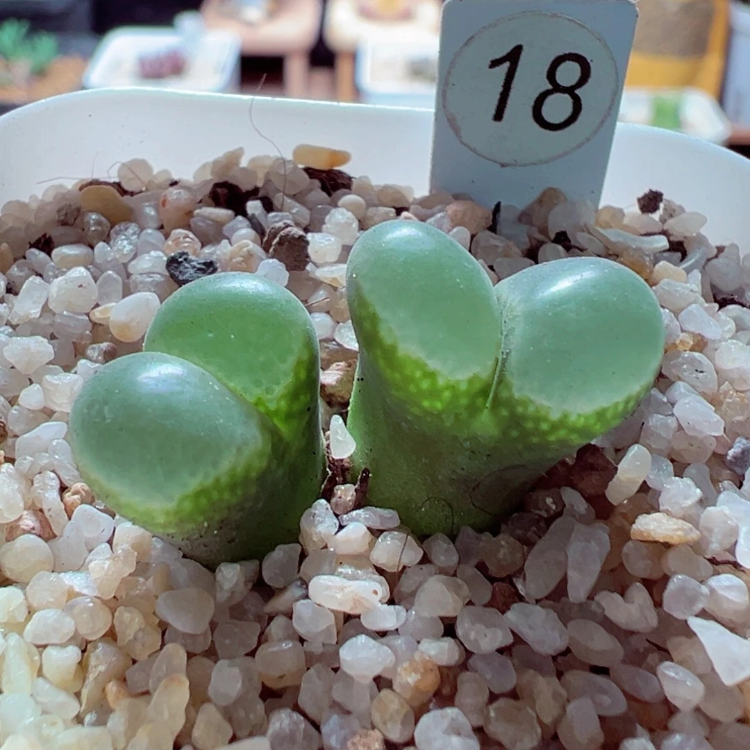 1107-846多肉多肉透窗风铃