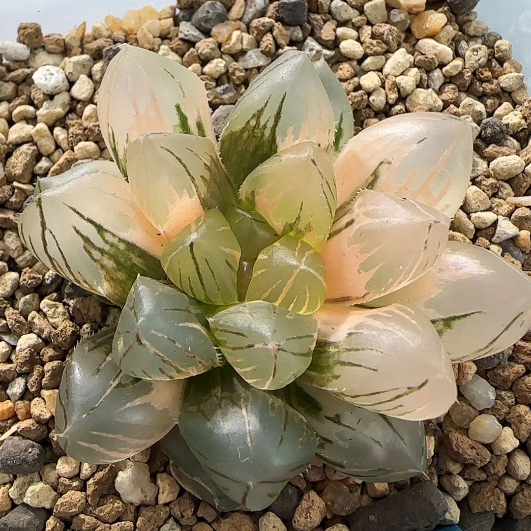 464号OM玉露锦一物一拍带盆土