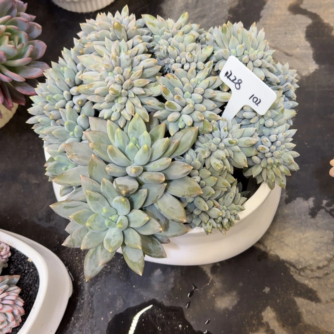 小***园一物一拍黄胖哥特母本102