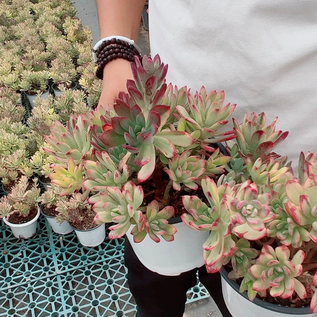 丁当锦整桩整群老桩