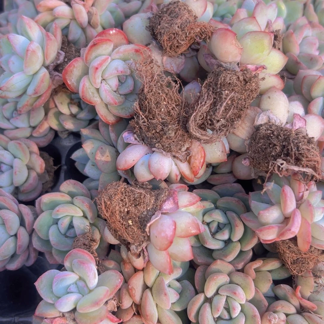 奶油泡芙10颗一组