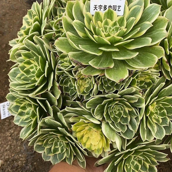 多肉植物伊丽莎白714多肉