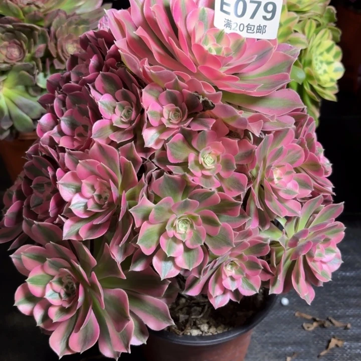 瑞妈一物一拍079