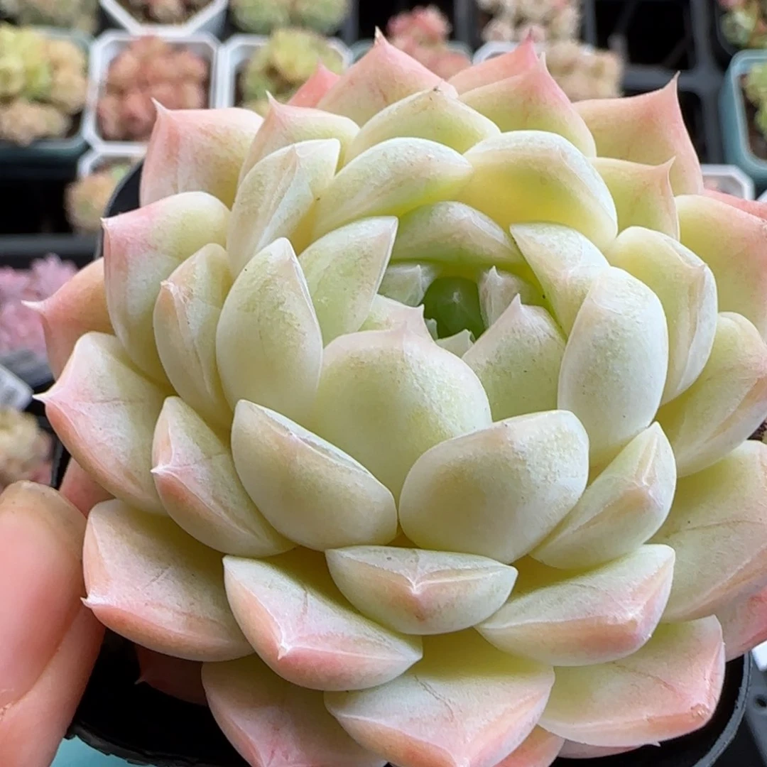 花语逸镜0126-414