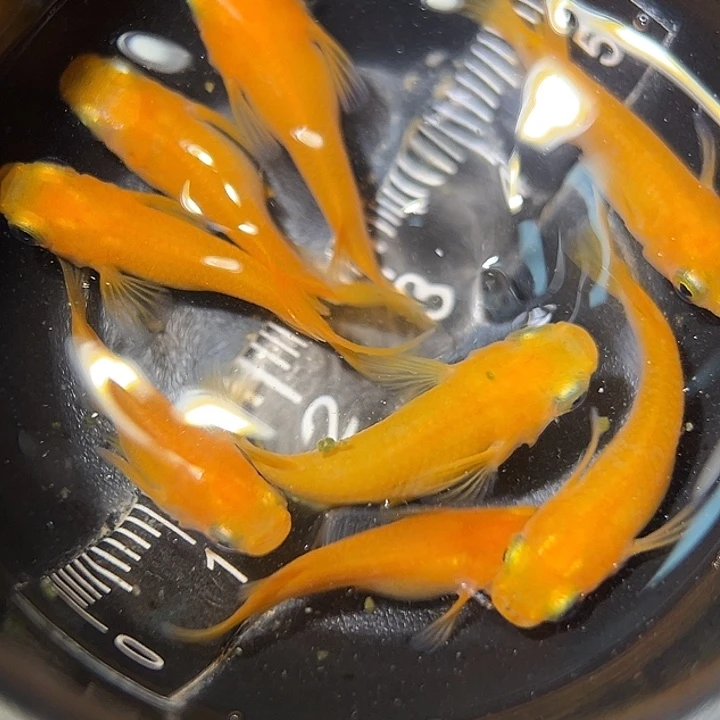 海水鱼红帝一组35