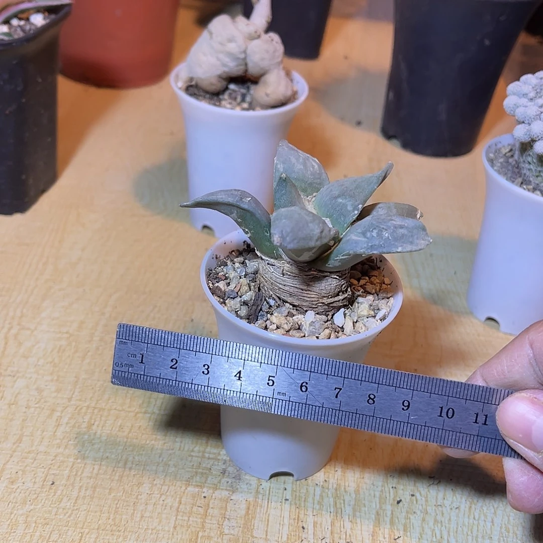 实生青瓷岩牡丹一物一拍