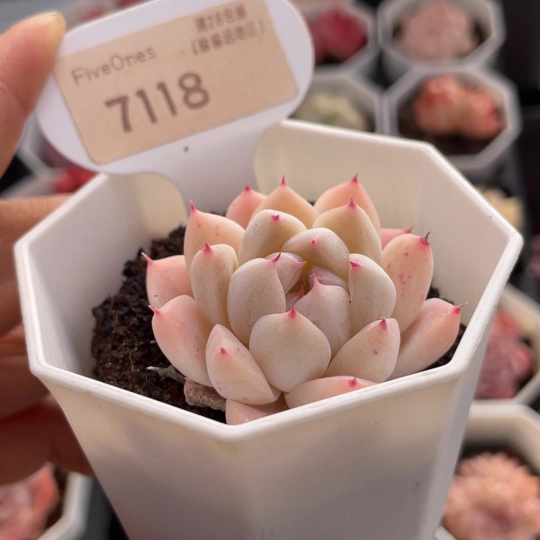 如梦令7118-4.5厘米