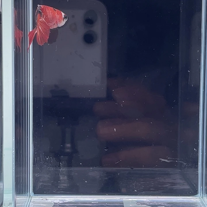 斗鱼包活不包损 感谢支持