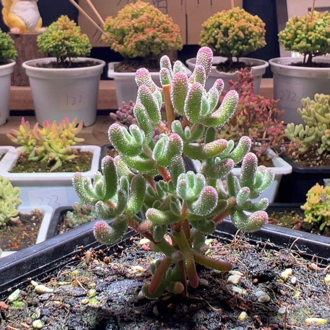 243冰晶一物一拍包开箱