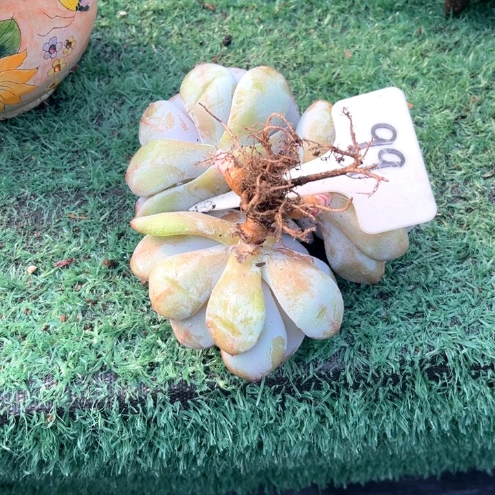 奶茶99号码牌子的话题了