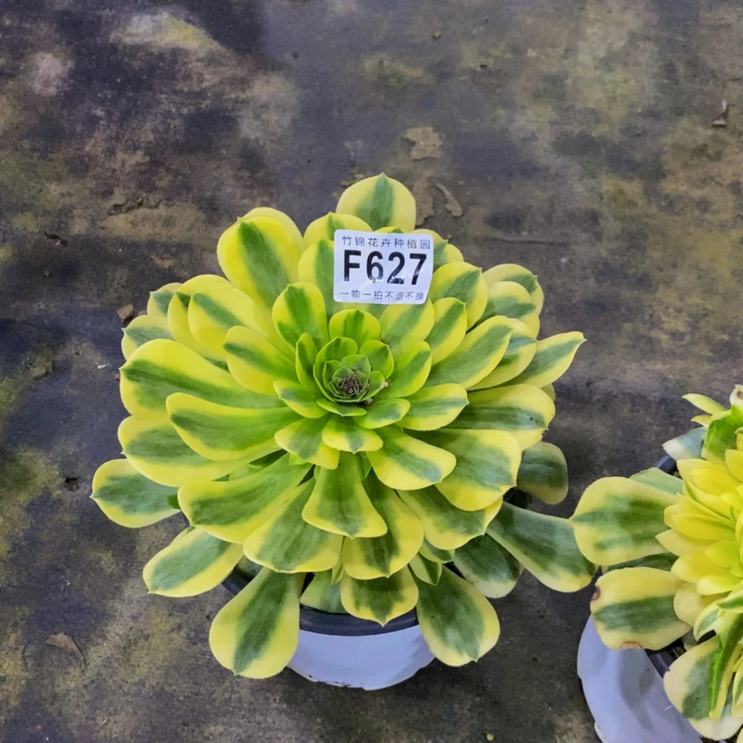 蛟**海627金丝翡翠一棵