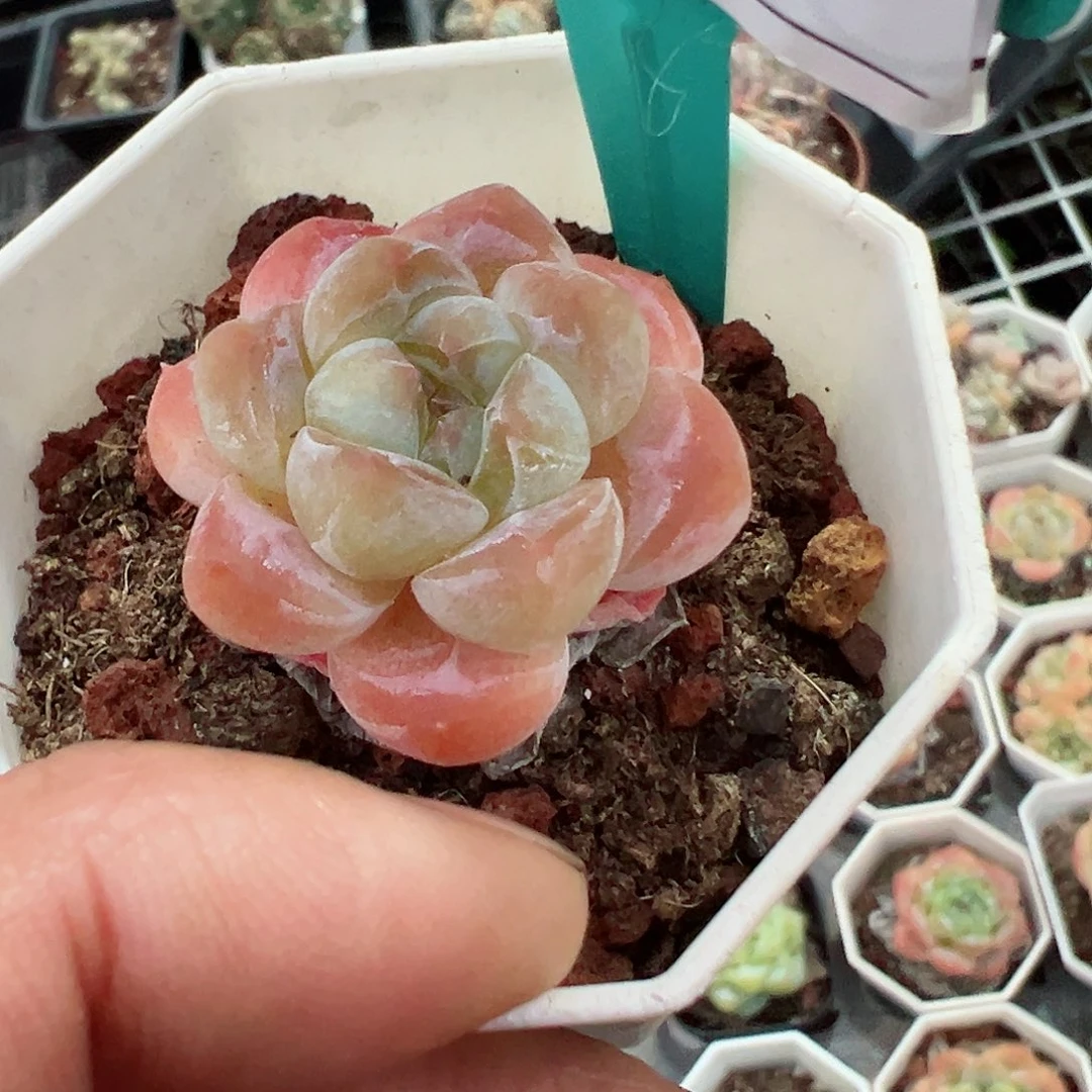113糖心十八包邮