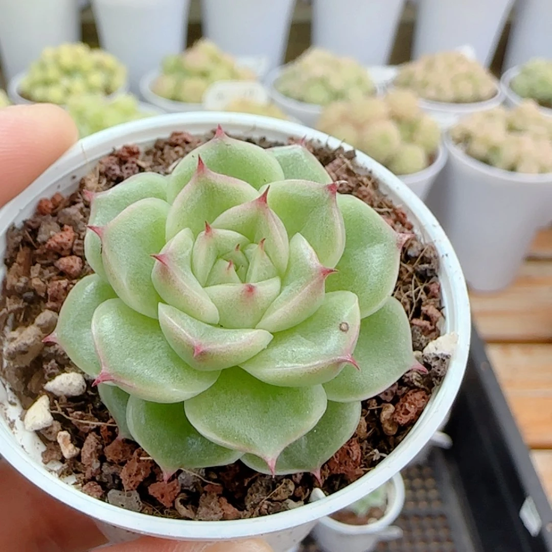 1109-145优选麦杆