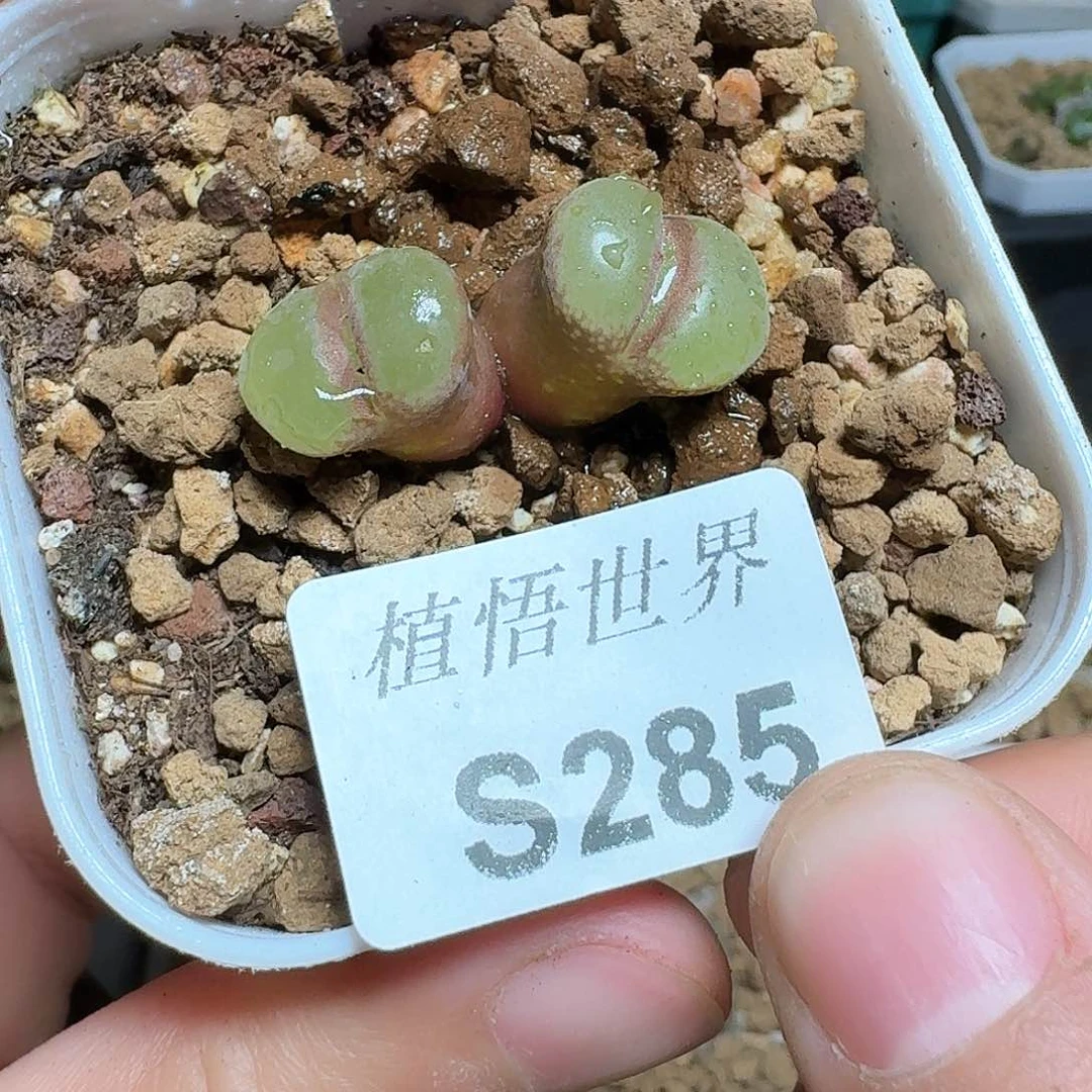 J***轩285号多肉植物哇f y