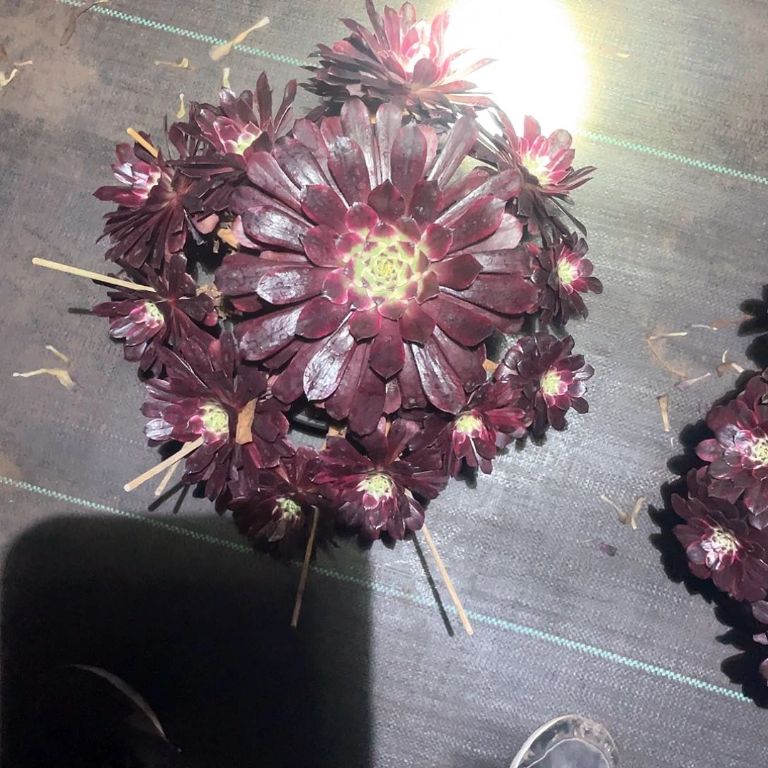 丹***炸莫言多肉植物080