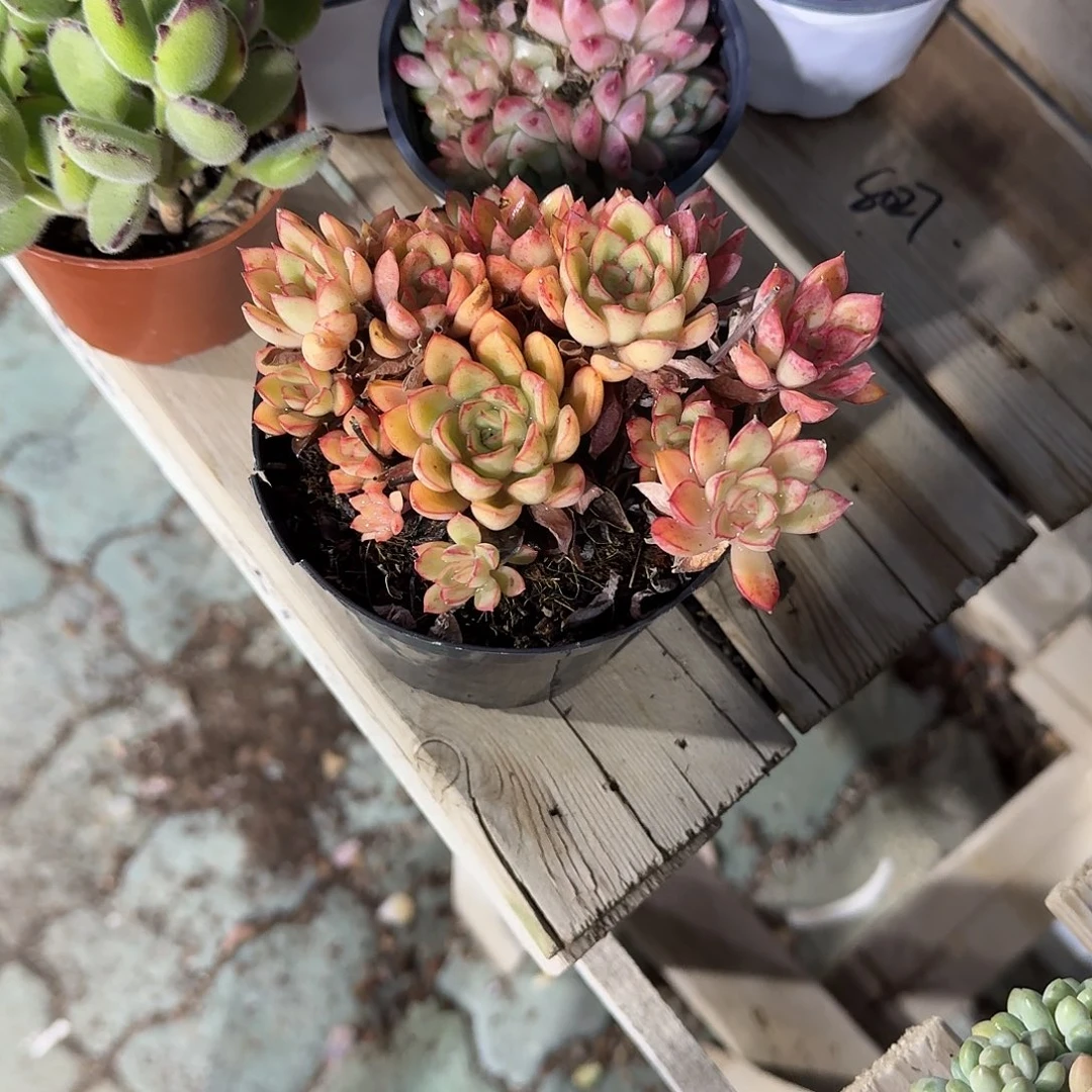 檀***客荷花多肉植物精品