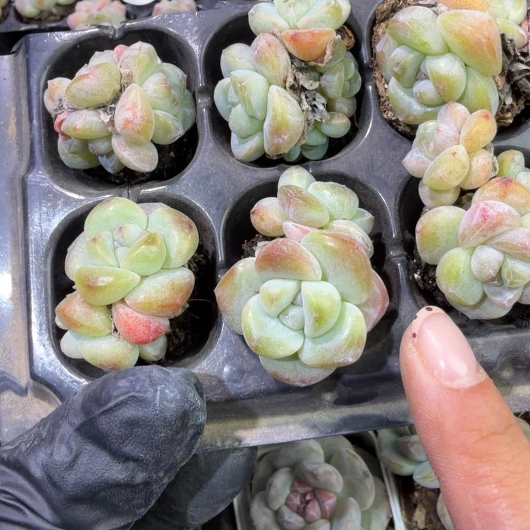 130 号到手1框江北多肉