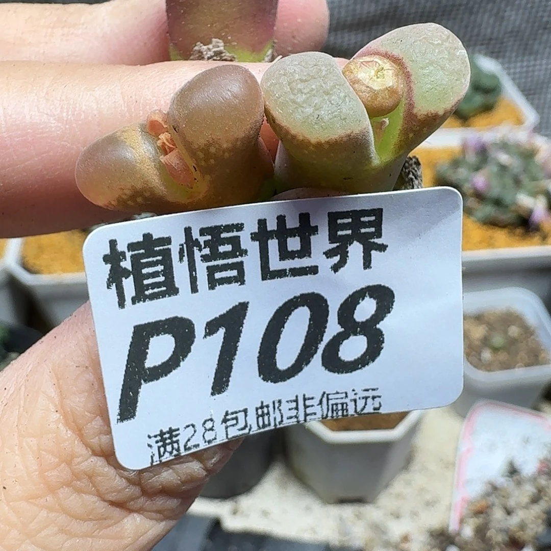 多肉植物的润泽fhjj
