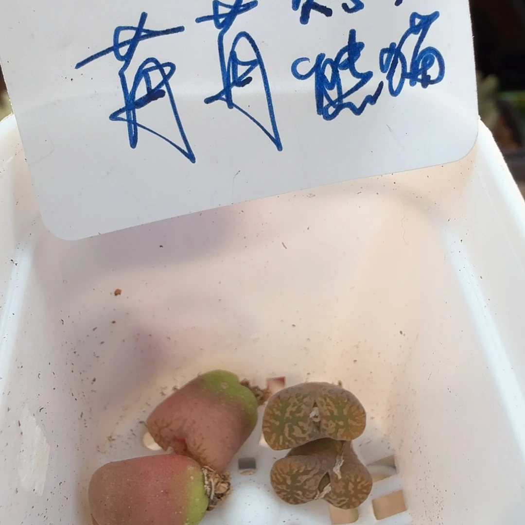 月****）2.18.31/苒苒的多肉植物