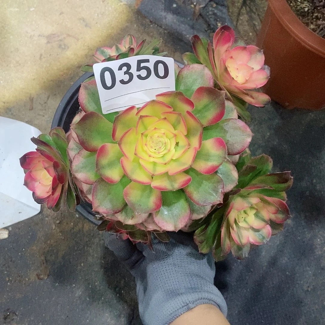 红陶0350荔枝3冠服15.6