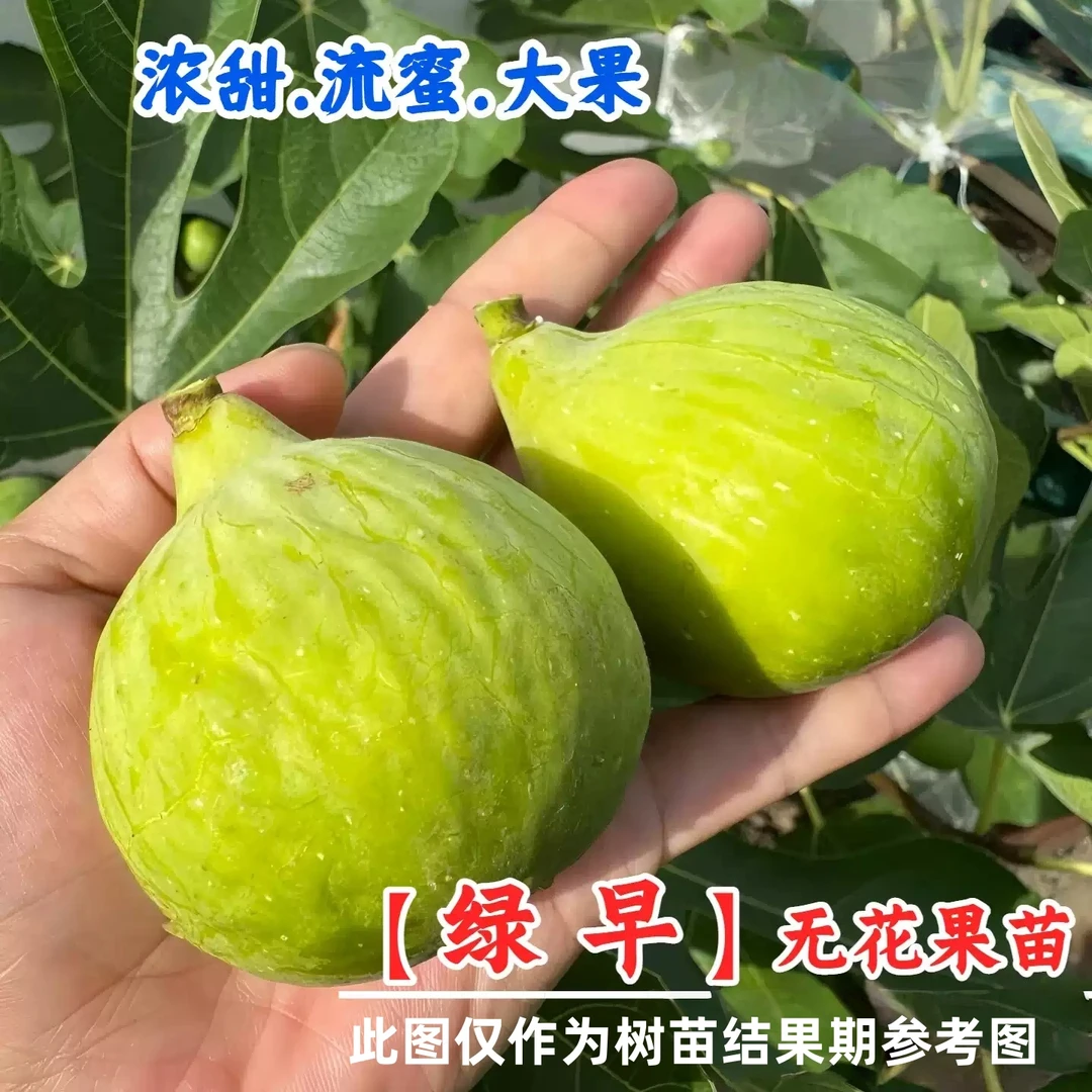 B110绿早无花果树果苗特大土金无花果苗阳台盆栽庭院地栽耐寒耐旱