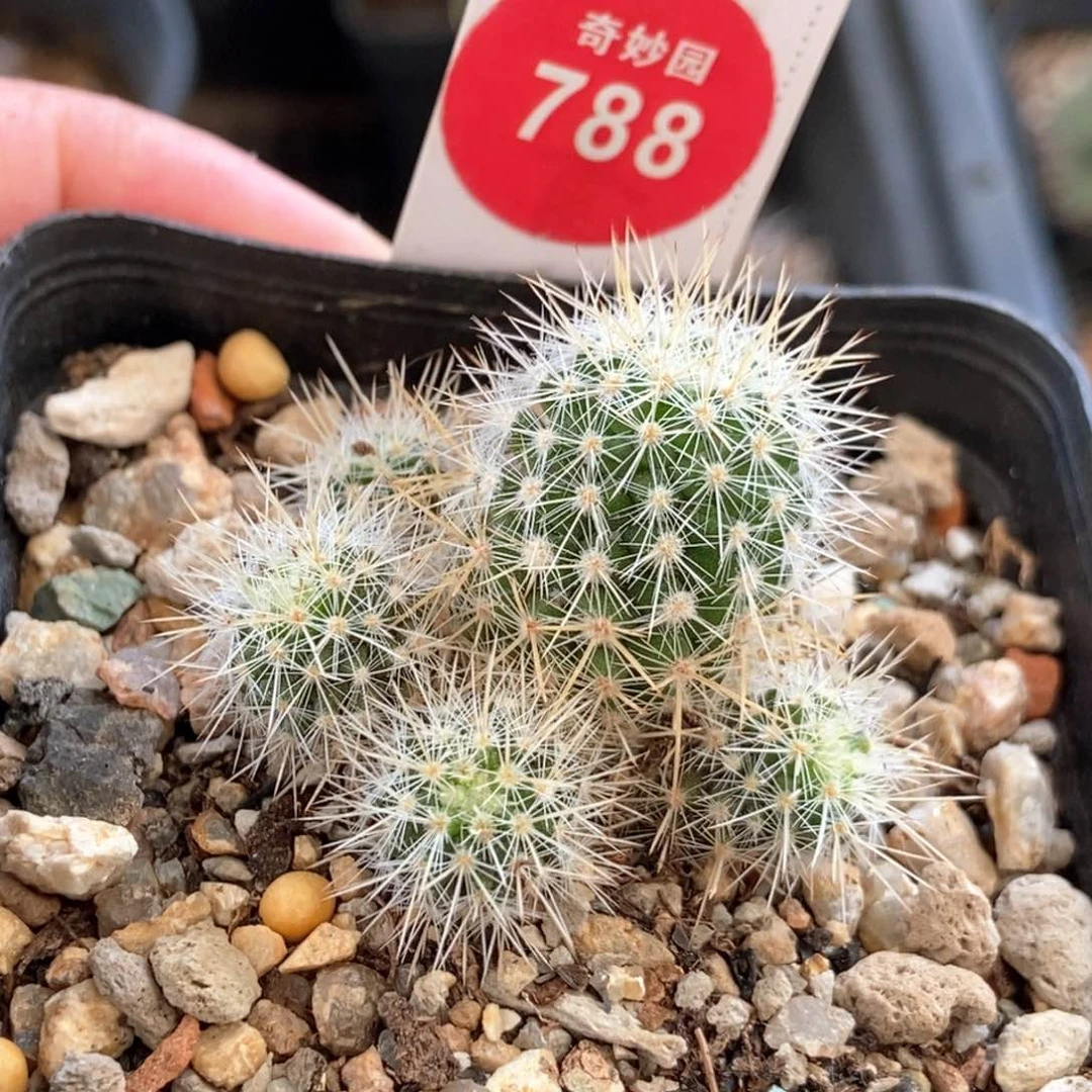 实生千鹤丸群一颗仙人球