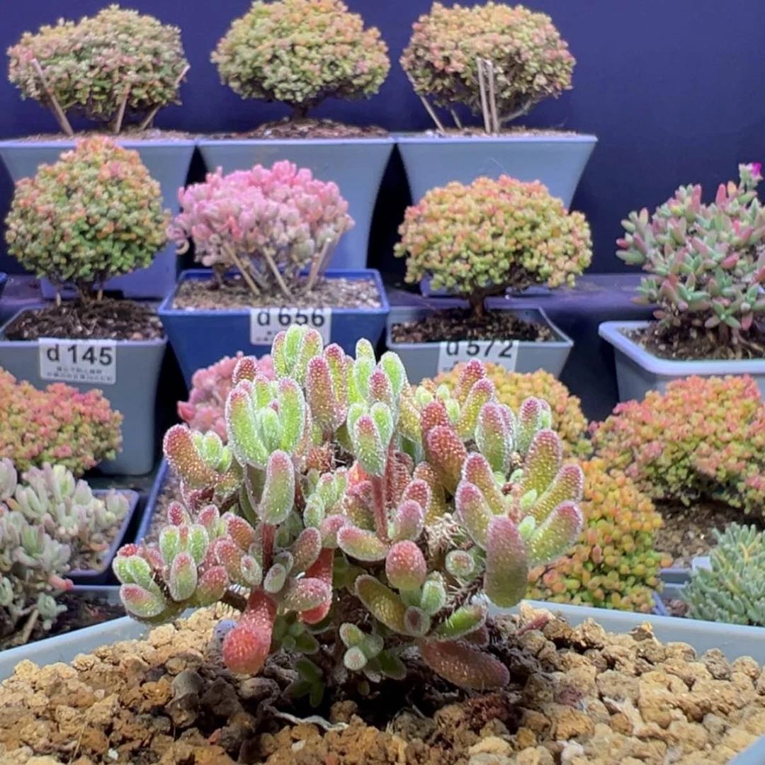 【闪购商品】d717实生晶荧直杆小树