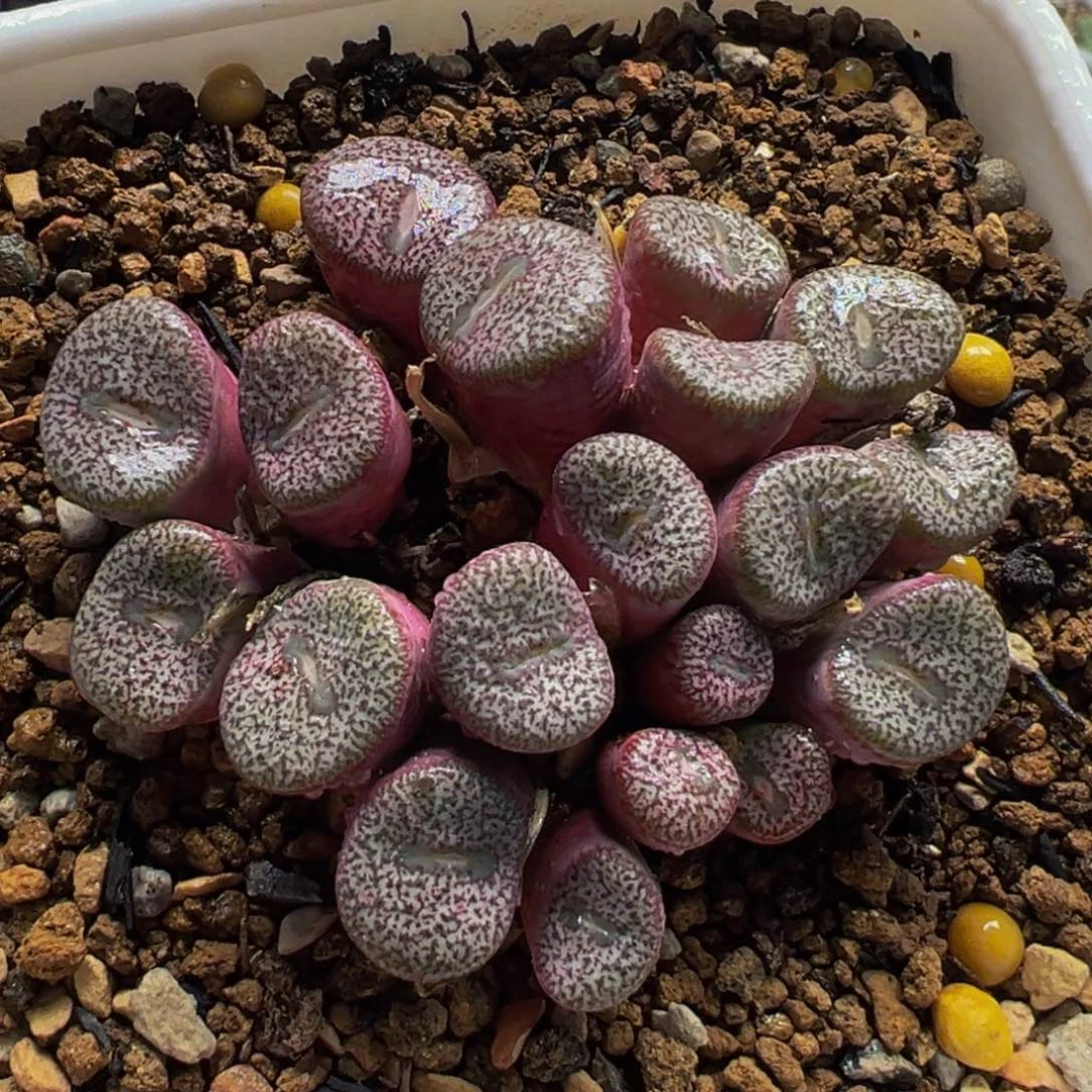 老***米985多肉植物种类多样