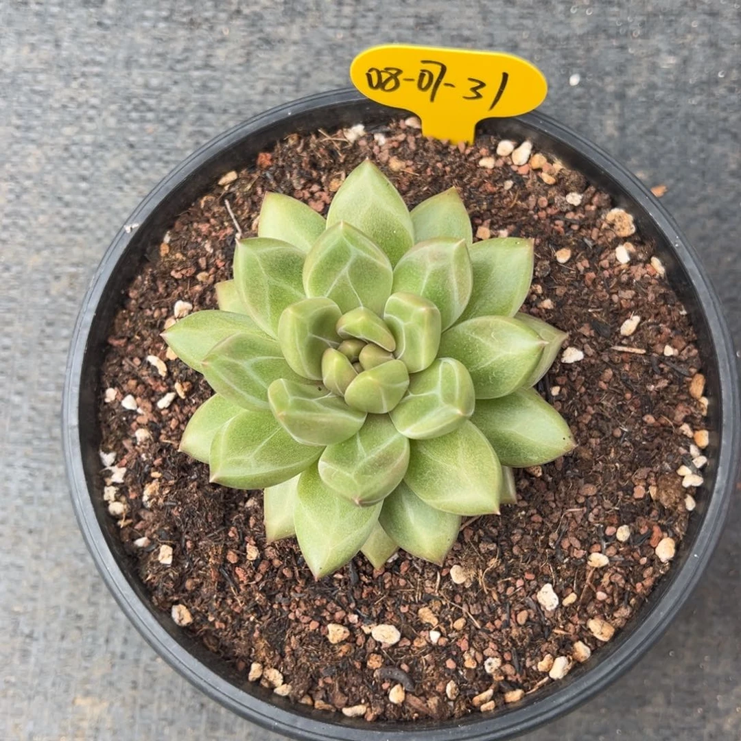 08-07-31迷雾泡泡多肉植物