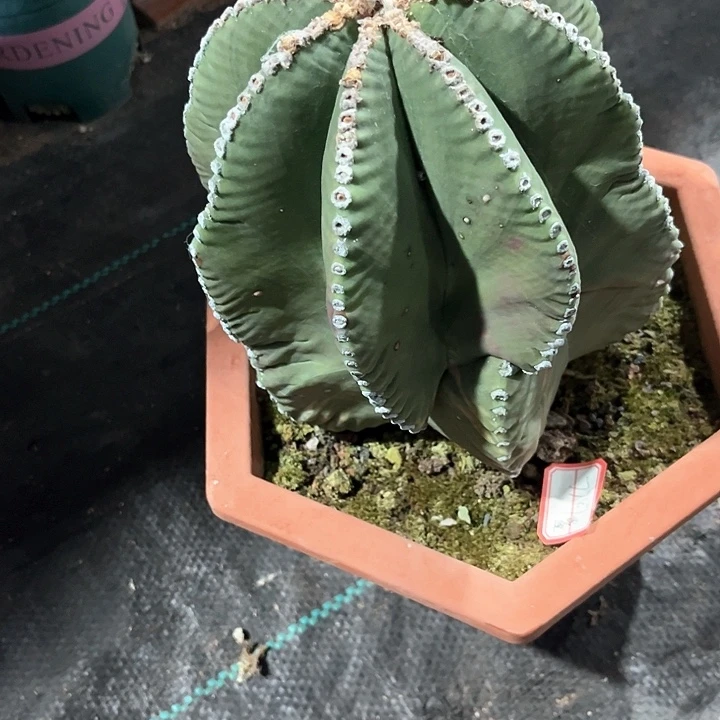 完全开放九**莉仙人掌上雨初晴的日子