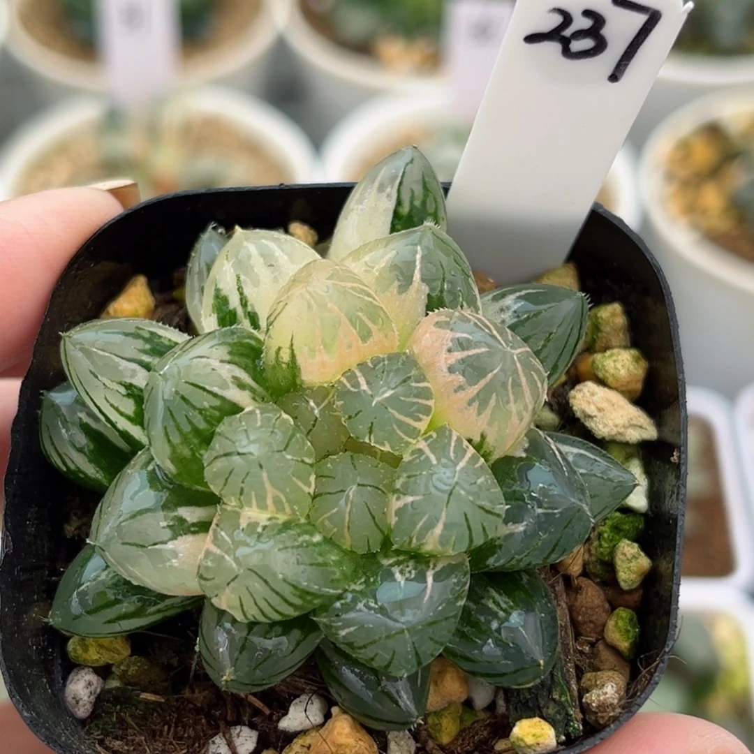 237龙爪玉露锦哈哈哈哈哈