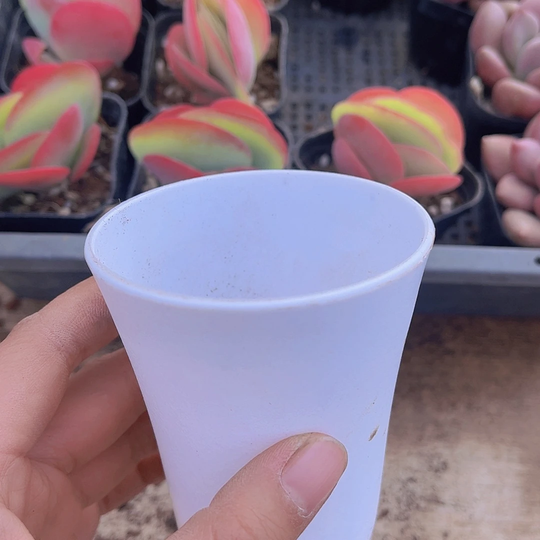 多肉圆盆25个多肉盆