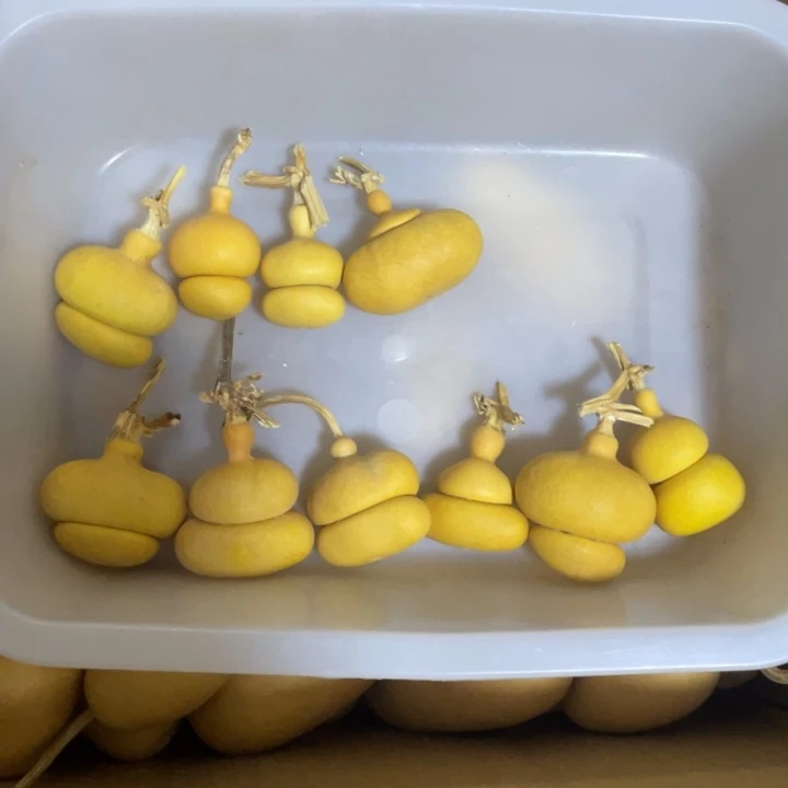 ****菇哈哈哈哈我真的好葫芦