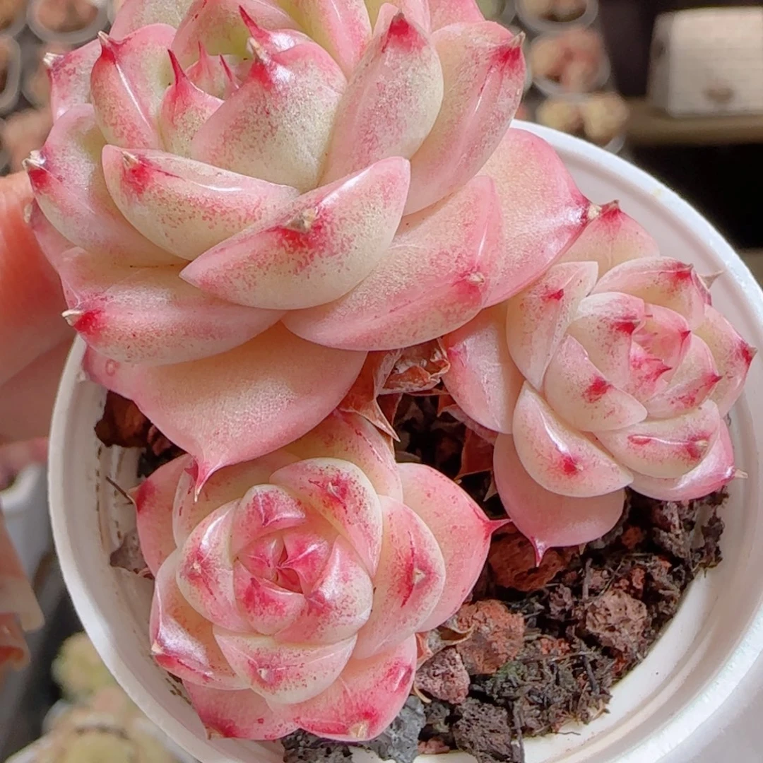 花语多肉0104-125散