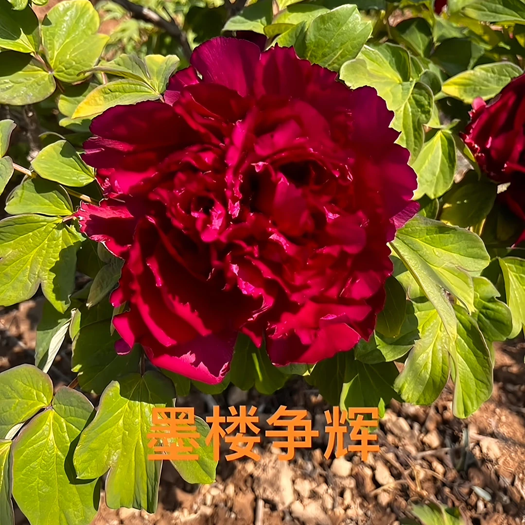 （明娟牡丹）{墨楼争辉}先发肥料 秋天发苗