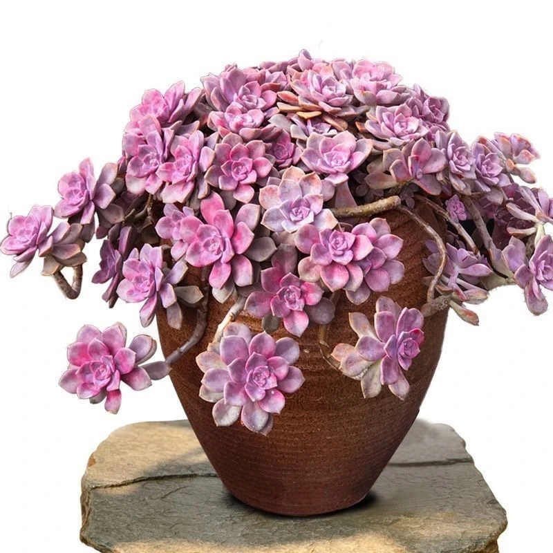 老桩紫乐多肉植物超好养（中大型链接）