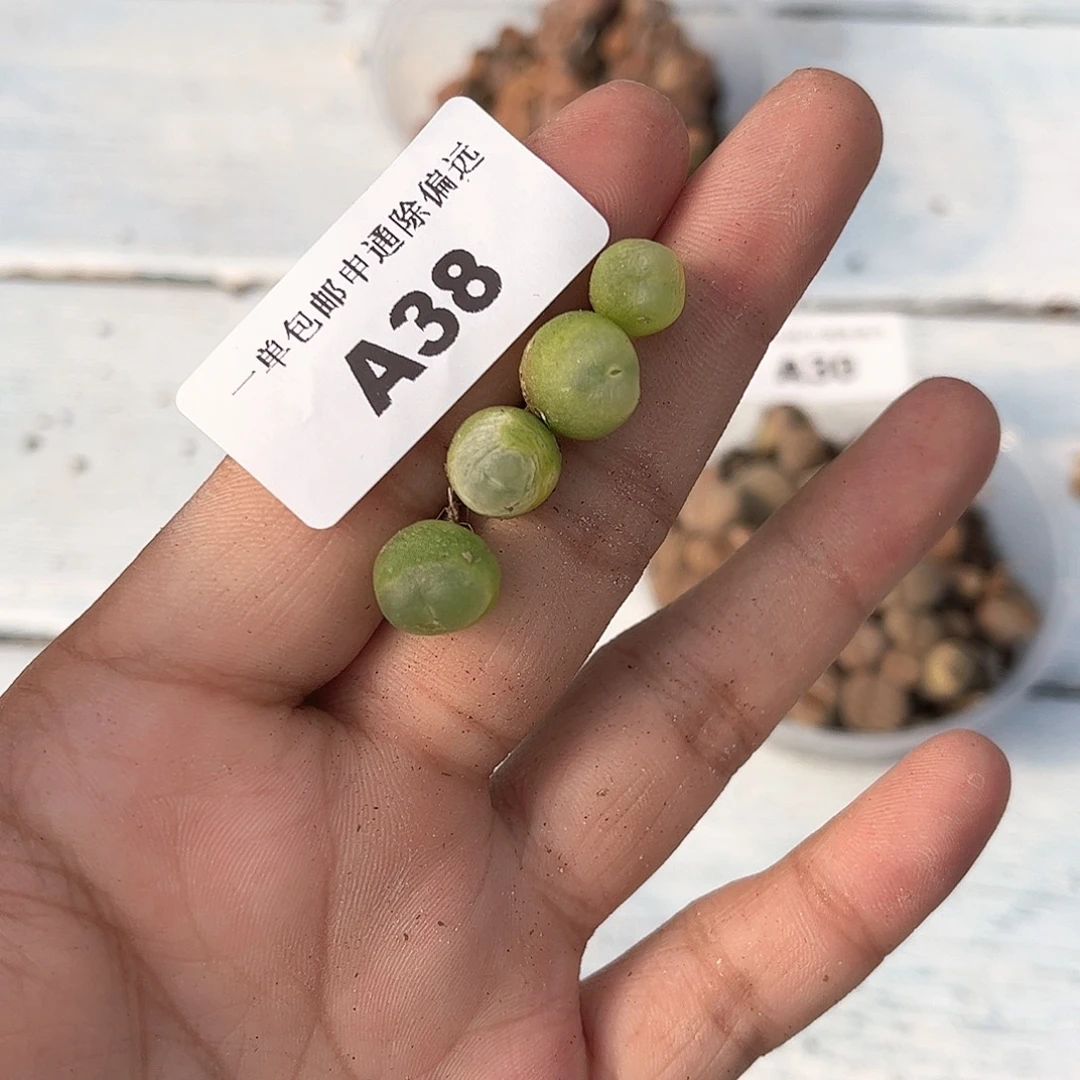 11–10番杏a38拉登福利