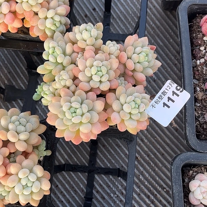 阿雅园艺。     1119鱼子酱