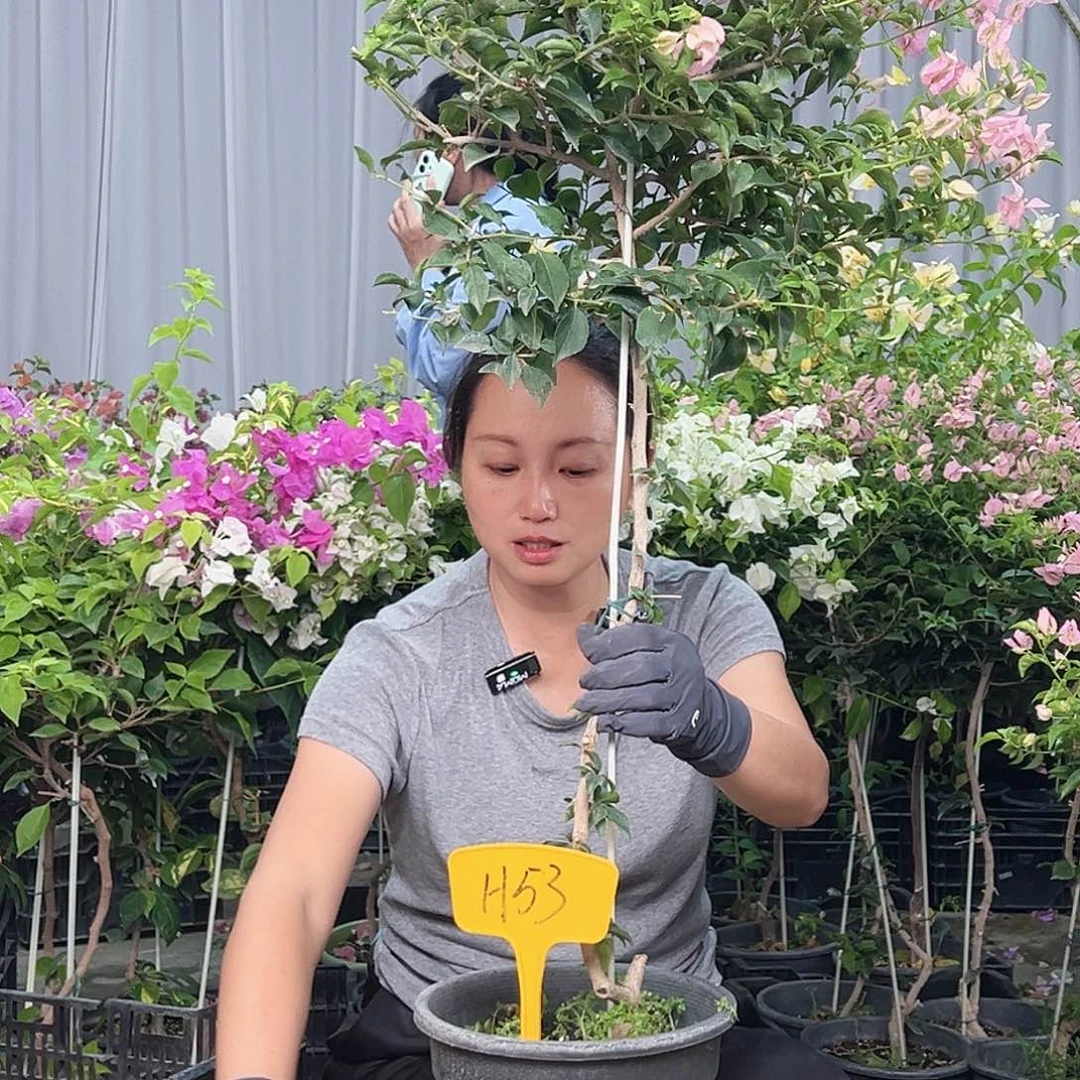 当前无花栽培后可以开花H53魔法樱花