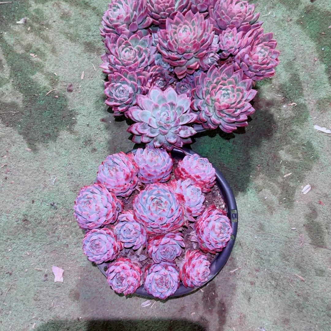 简***己精品多肉植物老桩