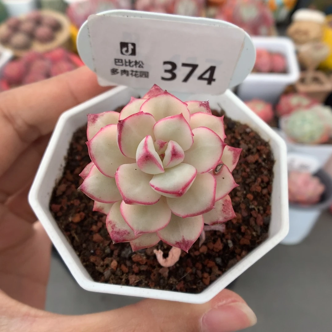 374探戈锦多肉微瑕福利