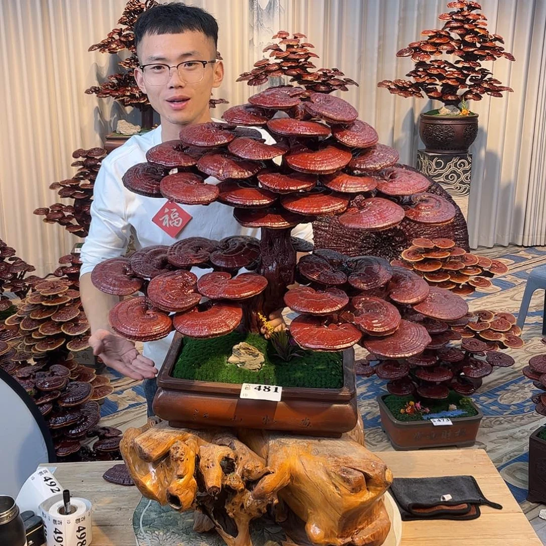 无花朵588888888888