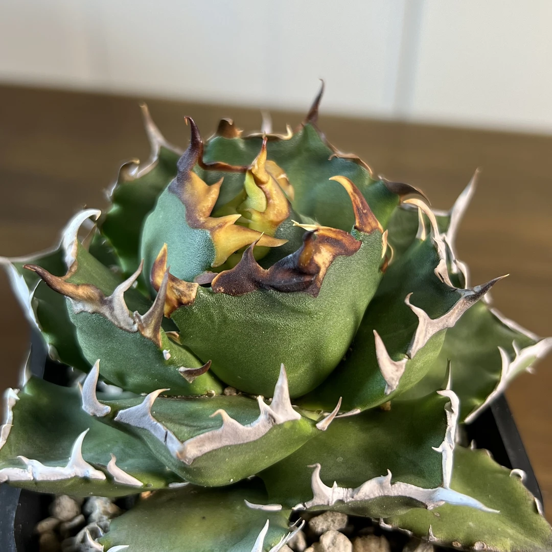 龙舌兰仁王冠（三叉戟）