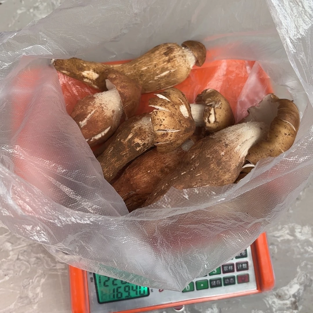 虹***云南小表妹野生菌代购中国大陆