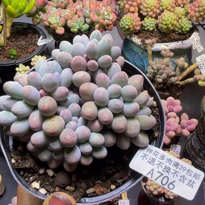 汤圆奶酪706/8cn多肉